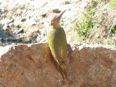Levaillant's Woodpecker